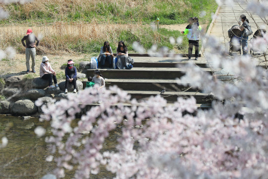 30일 오후 마스크를 쓴 시민들이 벚꽃이 만개한 서울 강남구 양재천로에서 산책하고 있다.  [연합뉴스]